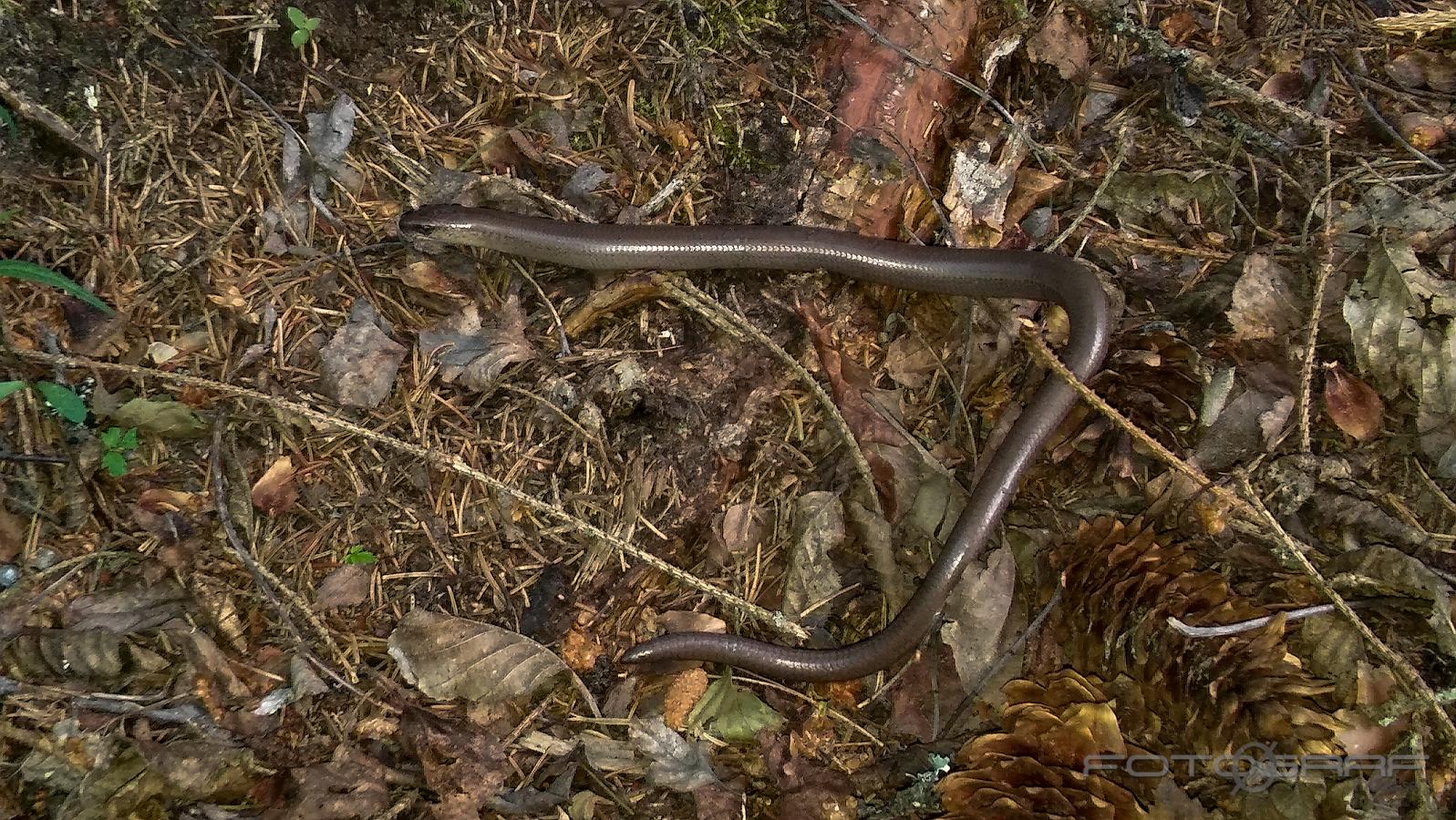 Slow worm (Kopparödla) Anguis fragilis