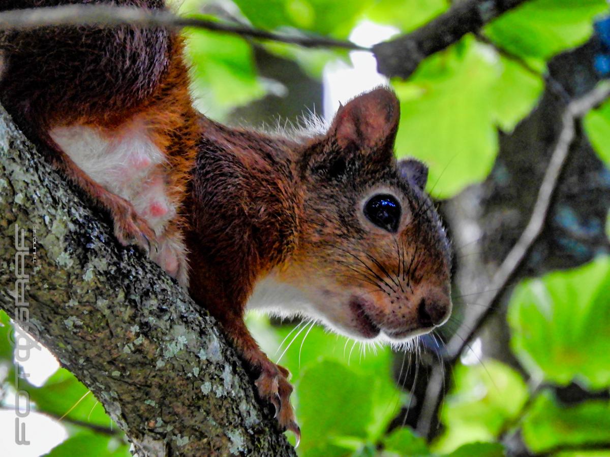 Red squirrel Sciurus vulgaris