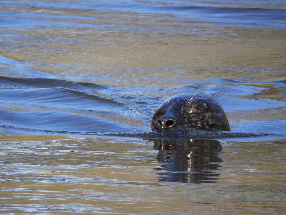 Seal Phoca vitulina