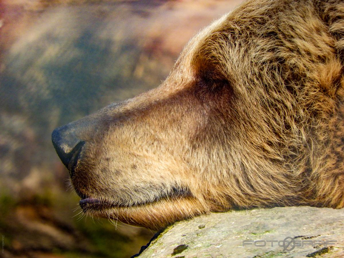 Brown bear Ursus arctos