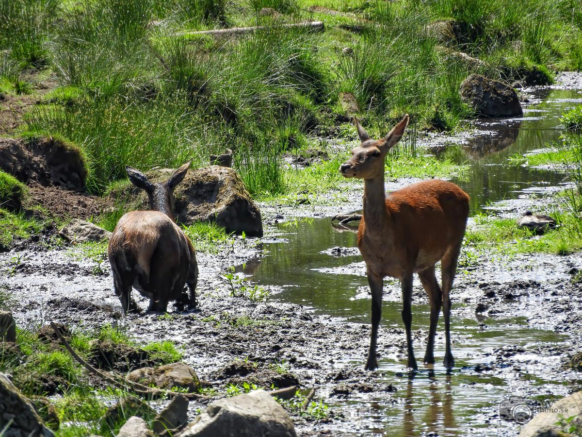 Red dear Cervus Elaphus