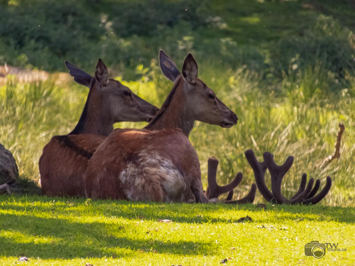 Red dear Cervus Elaphus