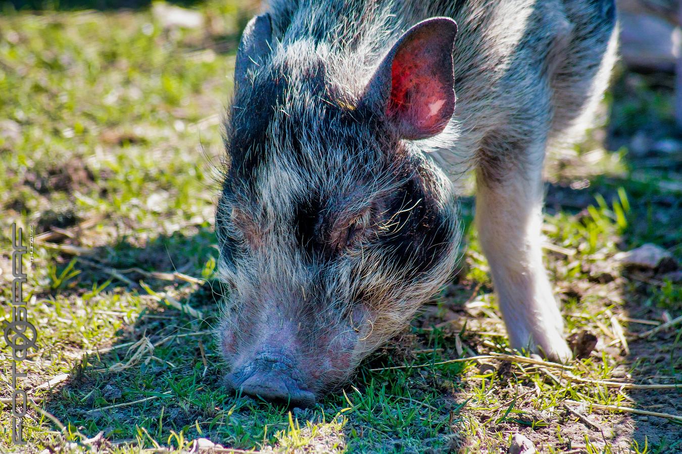 Pig (Linderödsgris) Sus scrofa domestica