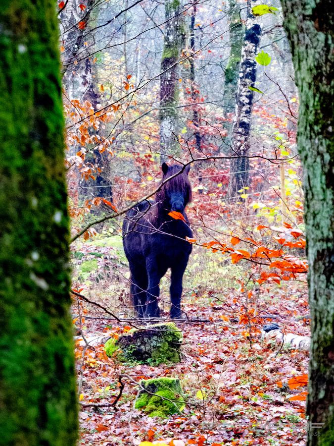 Horse (Häst) Met a horse in the woods