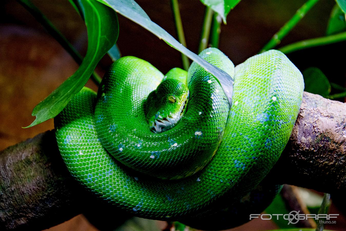 Green tree python Lovely snake