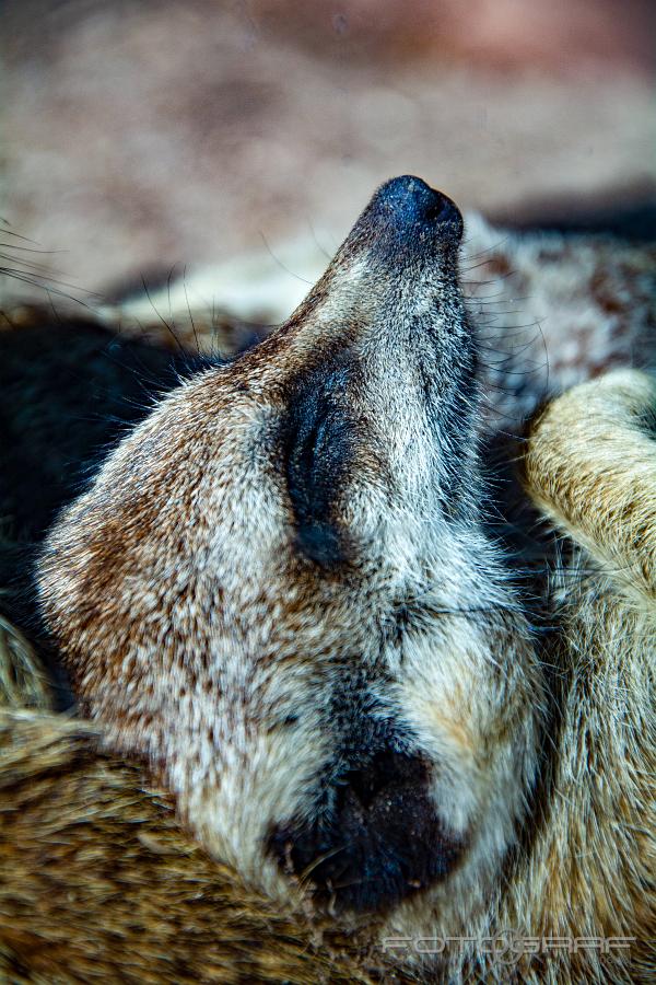 Meerkat Taking a nap