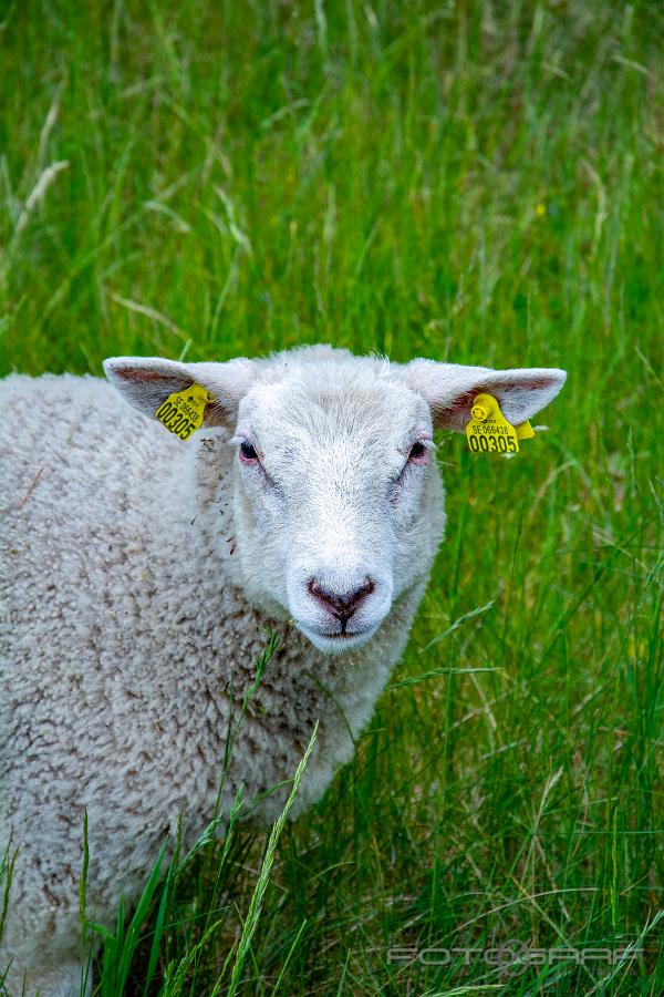 Sheep Shoot me, with your camera