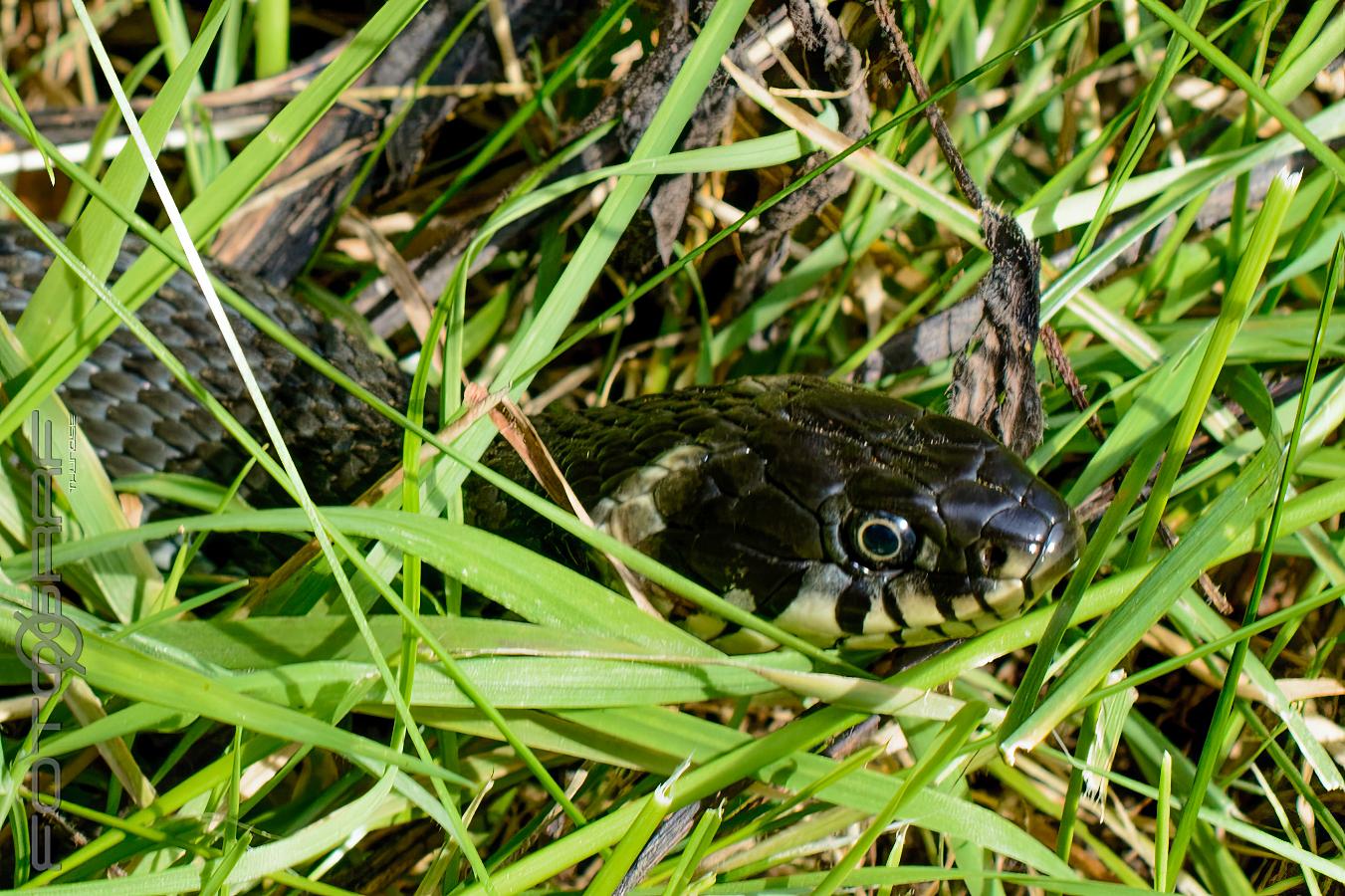 Natrix Natrix natrix, what a lovely name