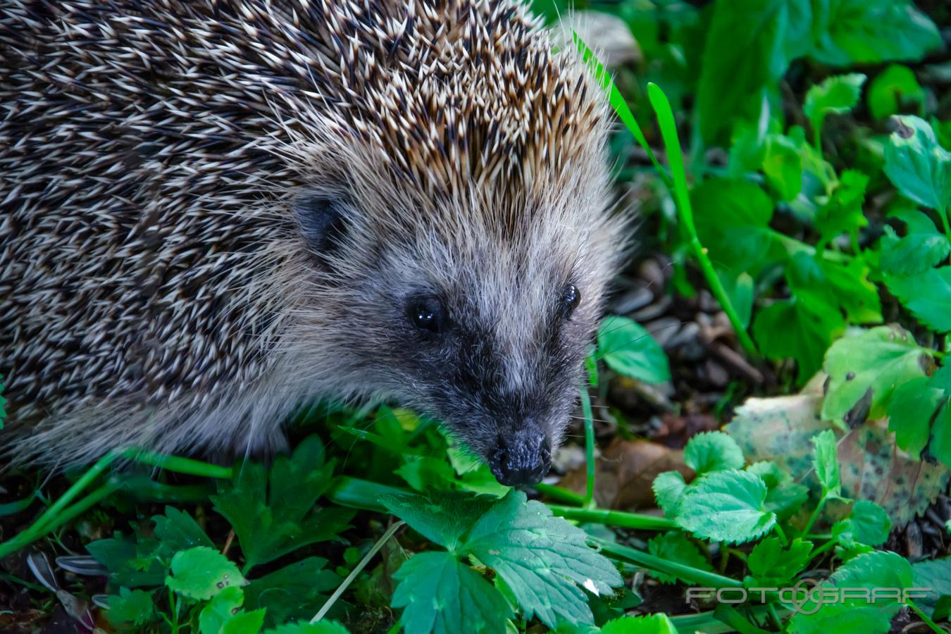 Hedgehog Erinaceus europaeus