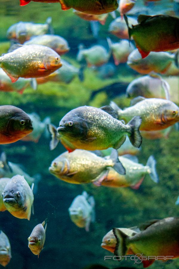 Piranha (Pirayor) Swimming with piranhas