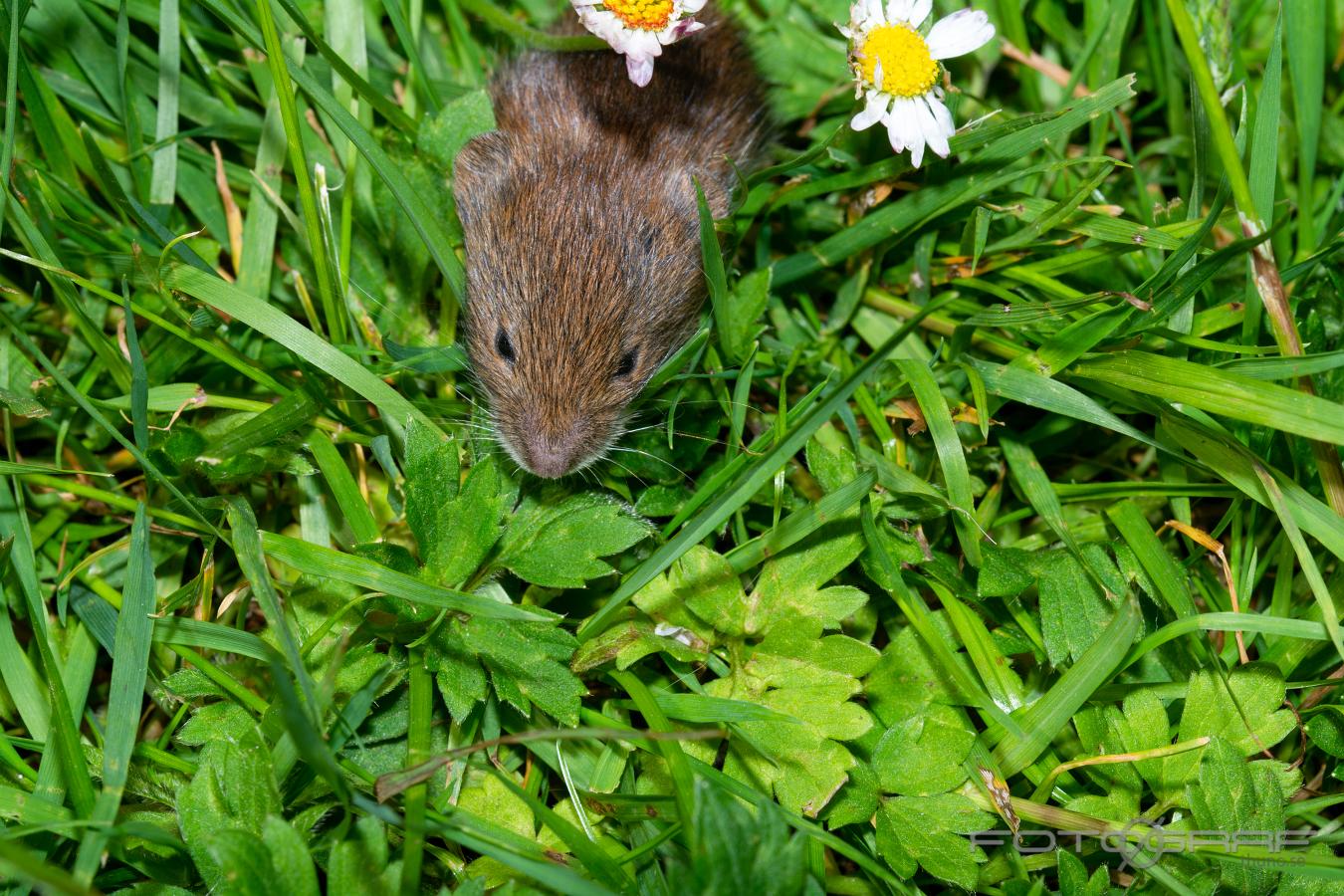 Vole Microtus