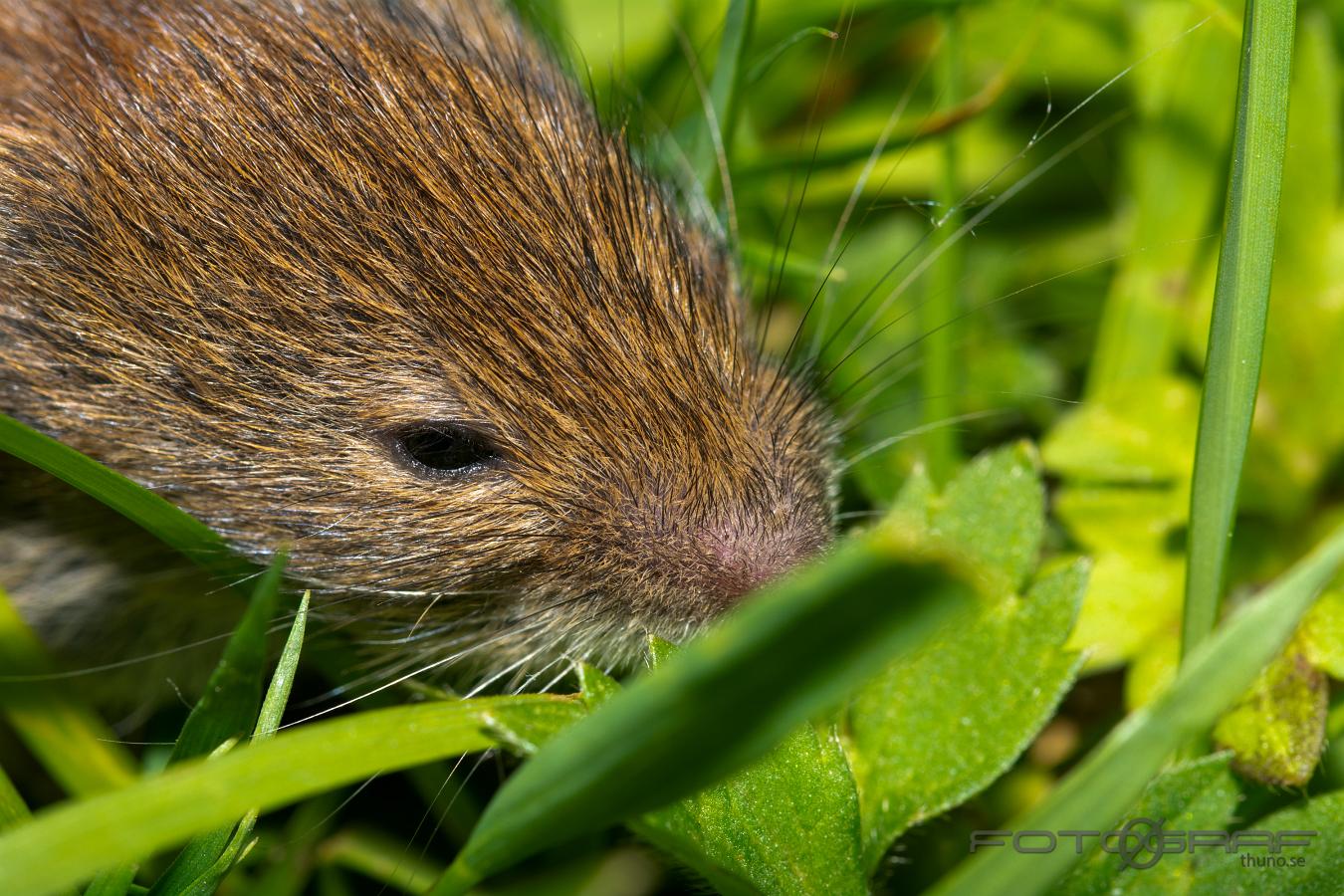 Vole Microtus