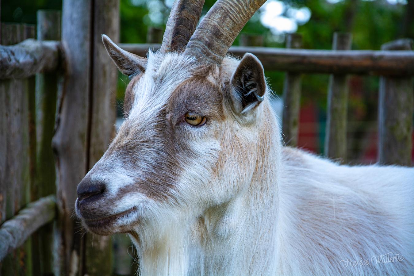 Goat Capra hircus