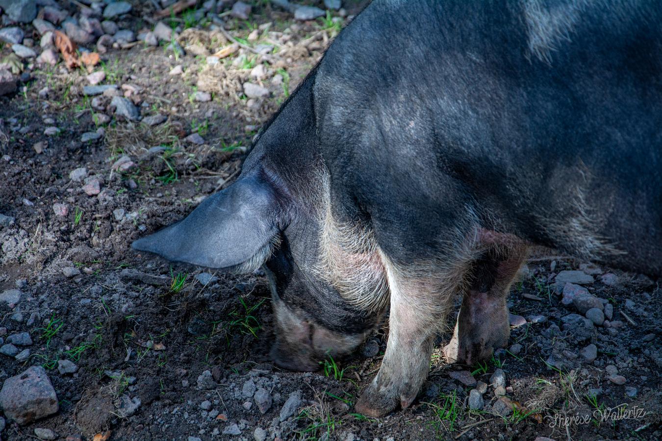 Linderöds gris Sus scrofa domestica