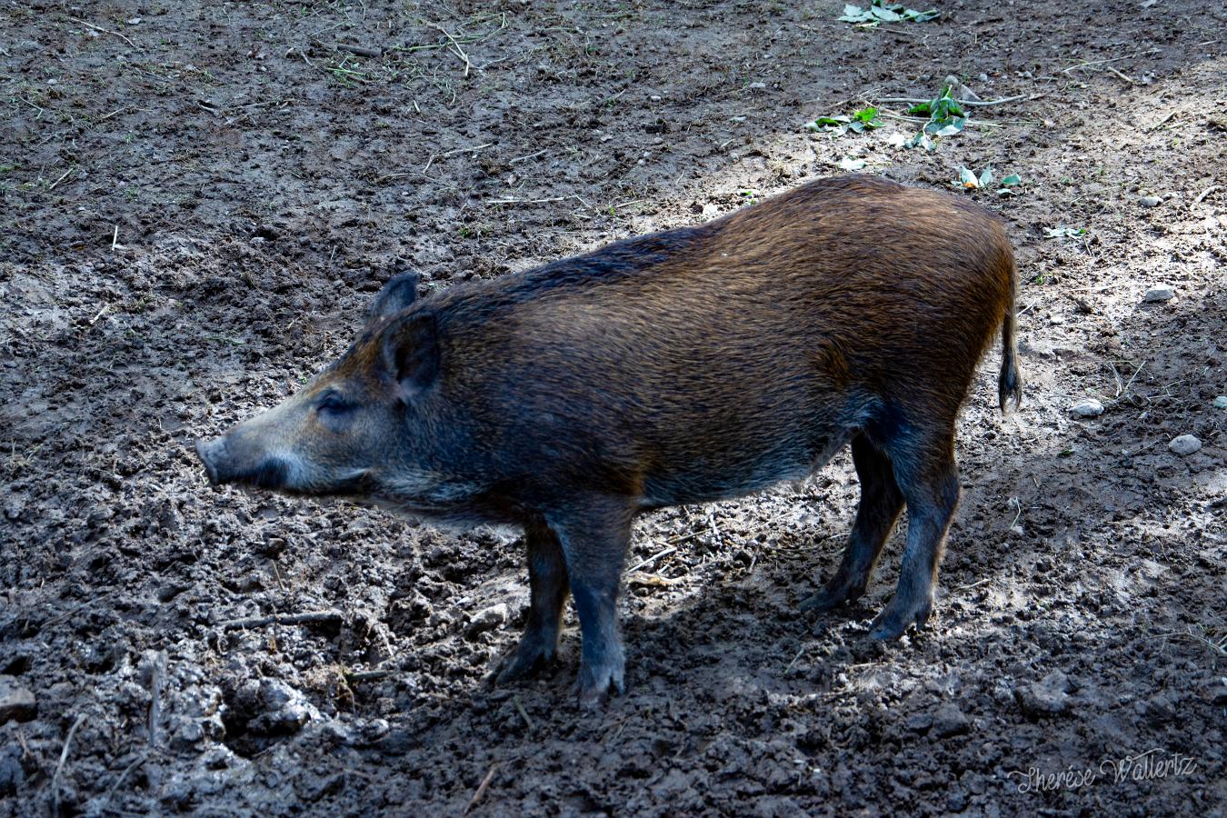 Wild boar Sus scrofa