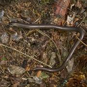 Slow worm (Kopparödla)