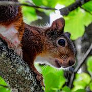 Red squirrel