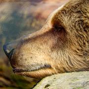 Brown bear