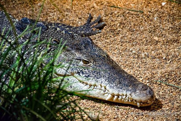 Cuban crocodile