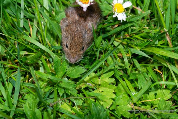 Vole