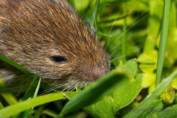 Vole