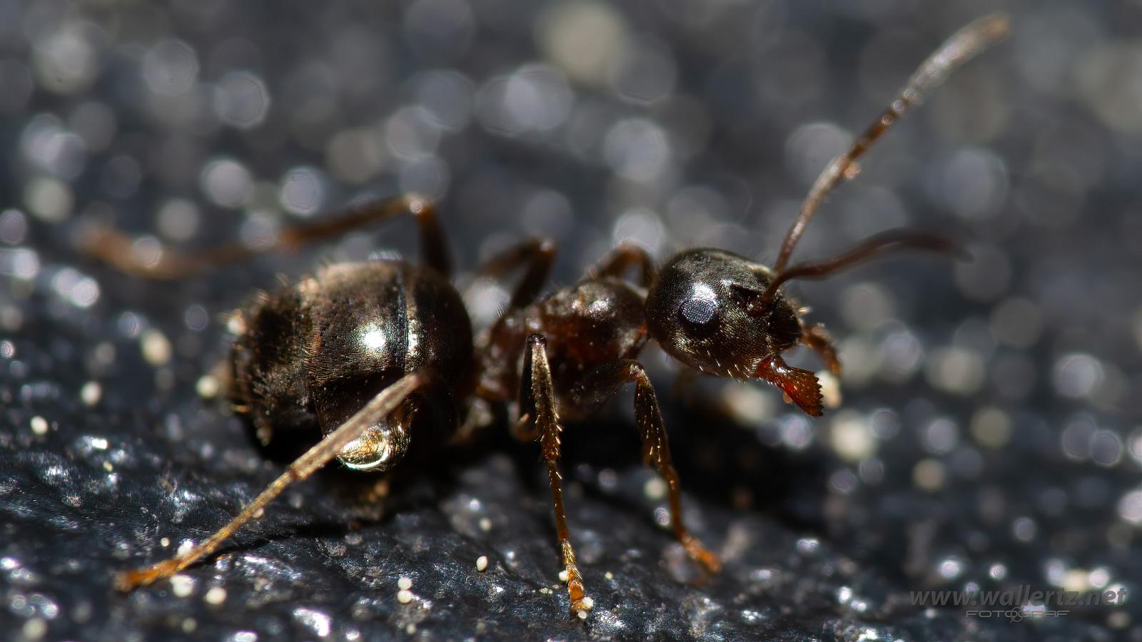 Ant