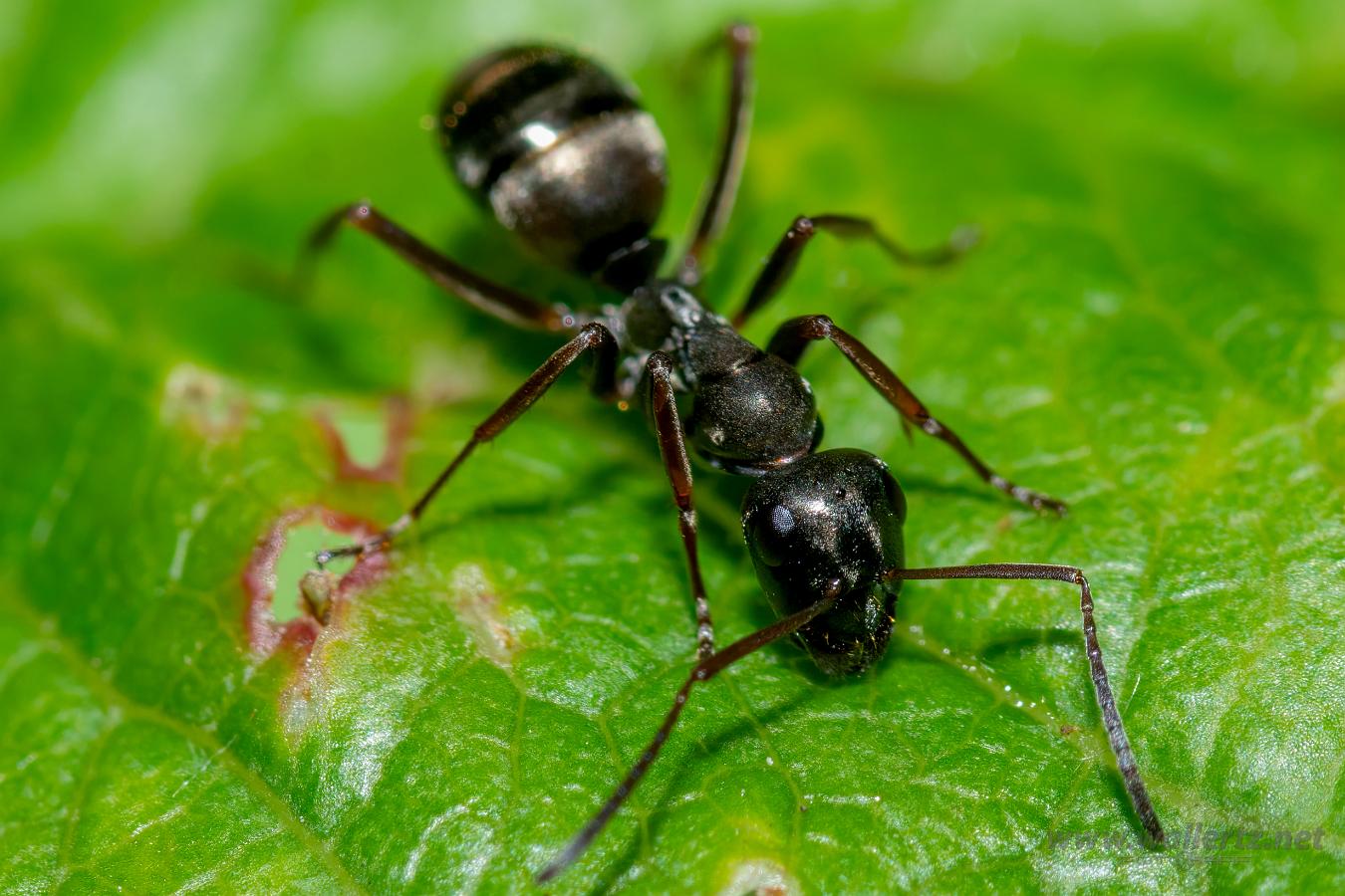 Silky Ant (Svart slavmyra)