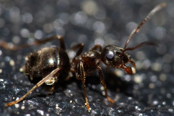 Ant