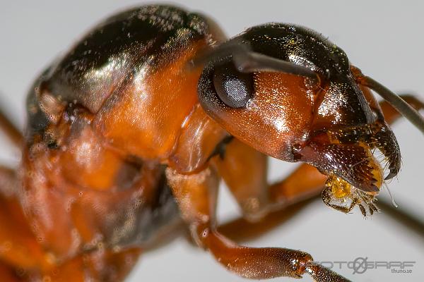 Ant eating (Myra som äter)