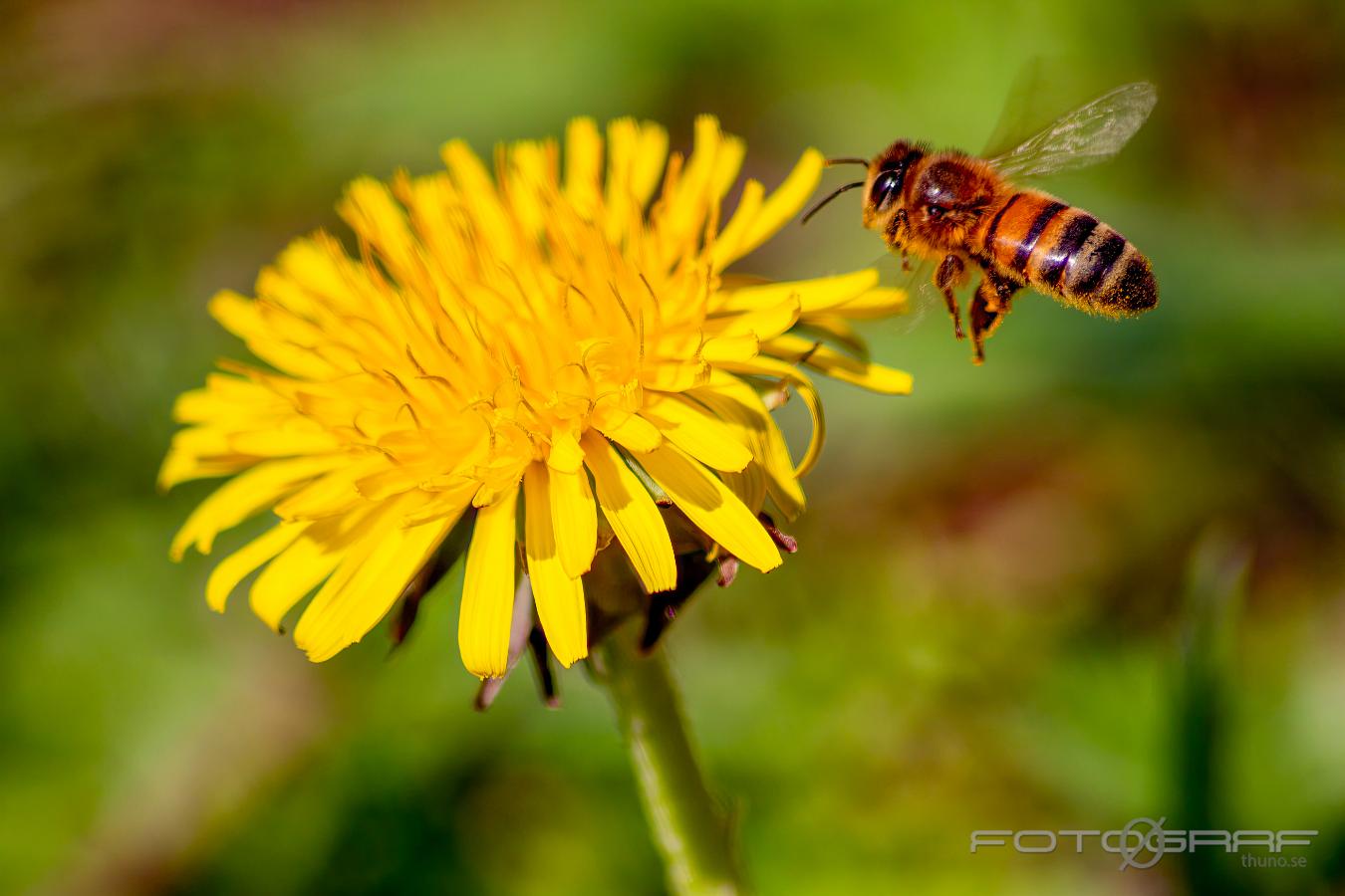 Bee Bee looking for the right flower