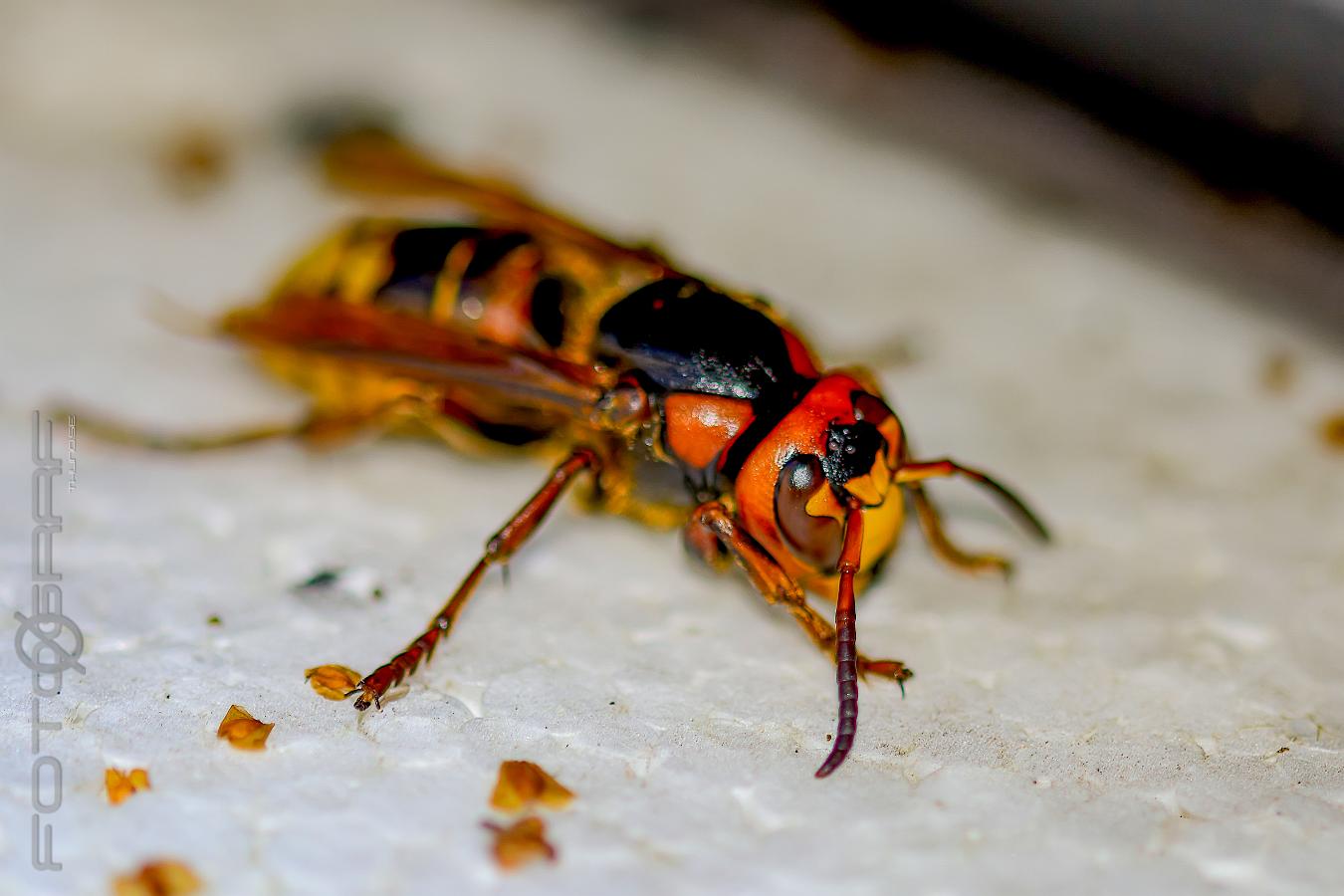 European Hornet Vespa crabro