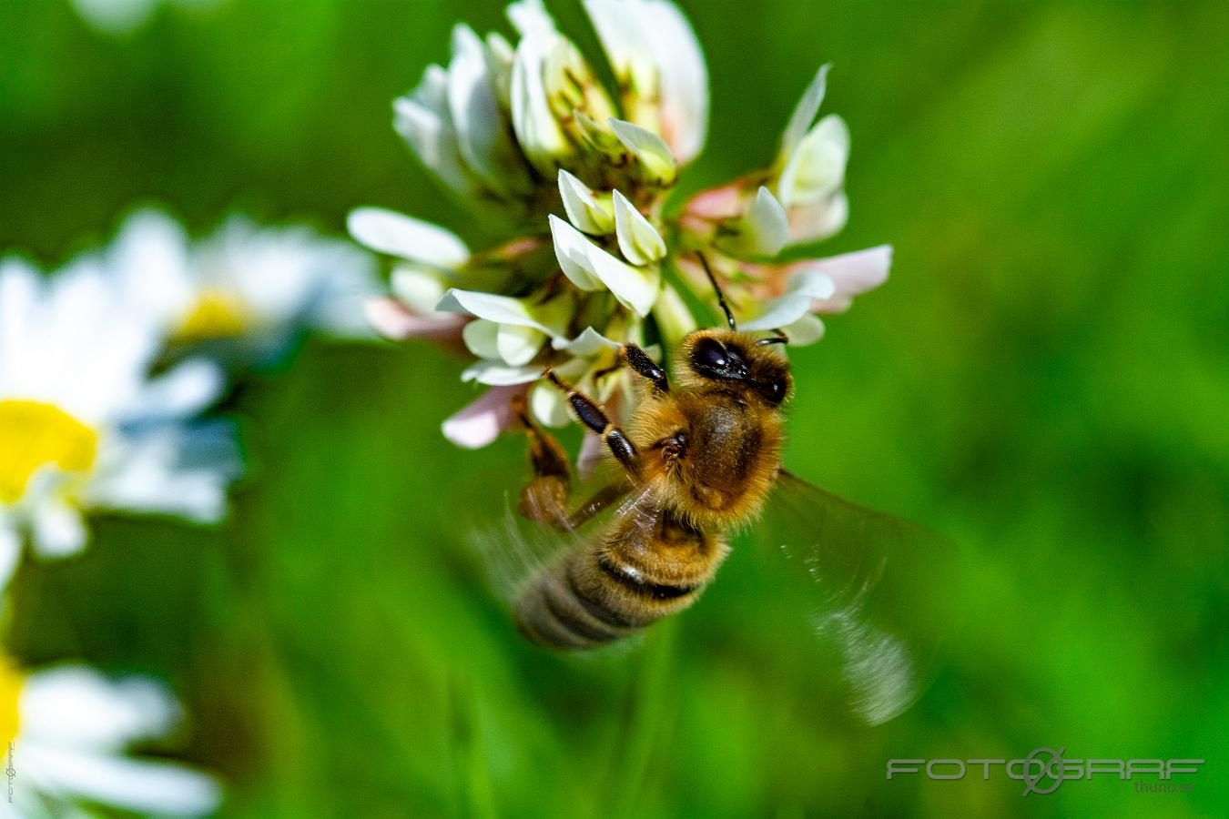 Bee Nomnomnom