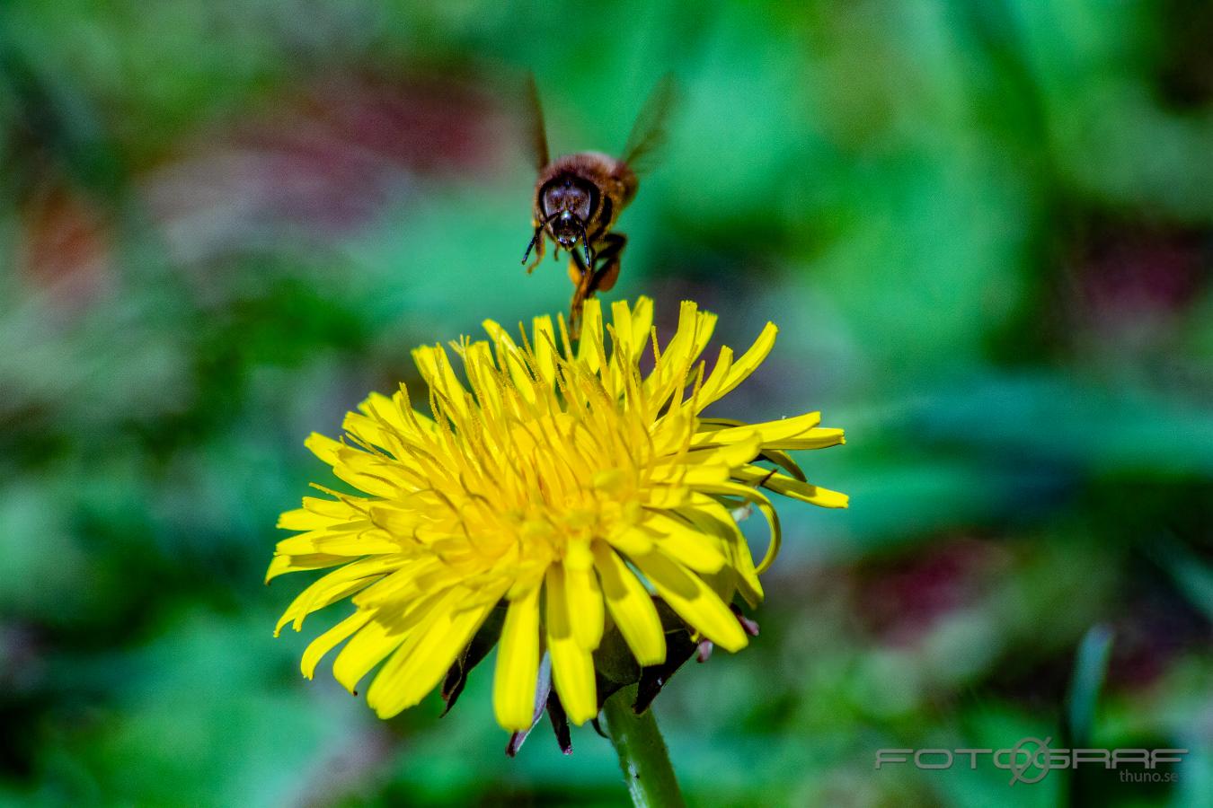 Bee The be and the Dandelion