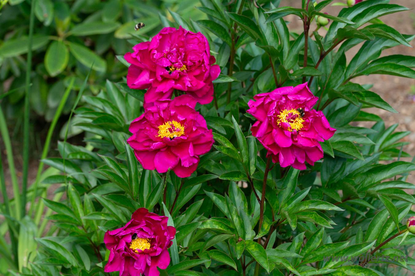 Bumblebees (Humlor) Several