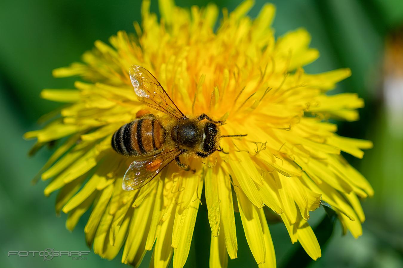 Bee Going to make honey