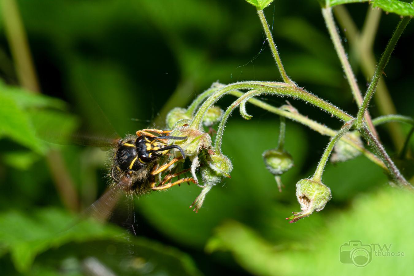 Wasp Wasp resting