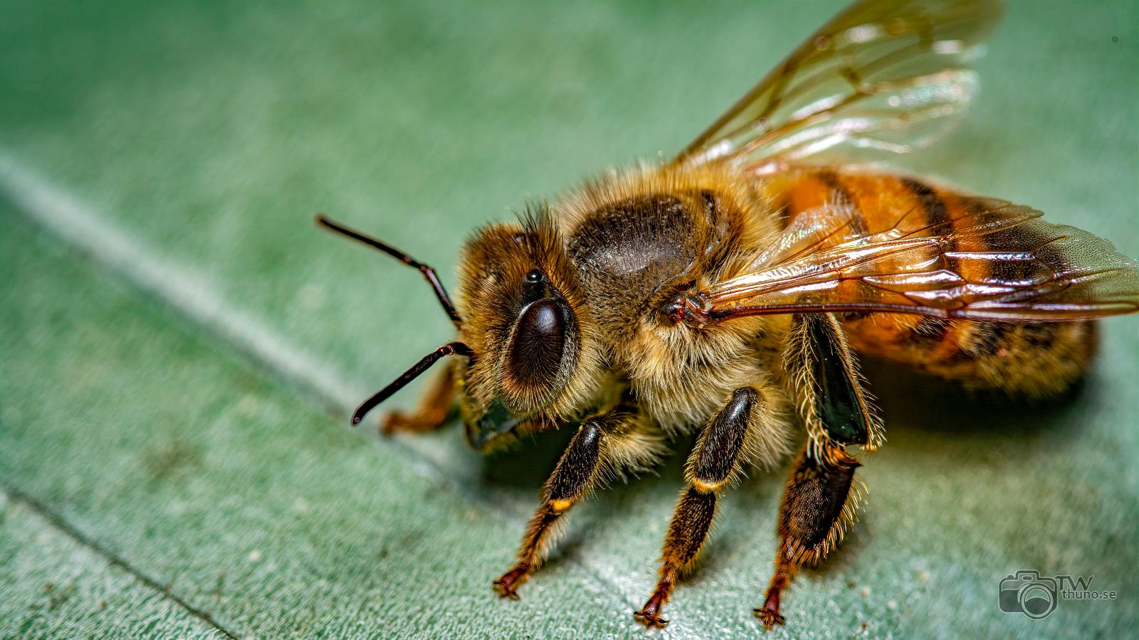 Bee Bee resting on a leaf