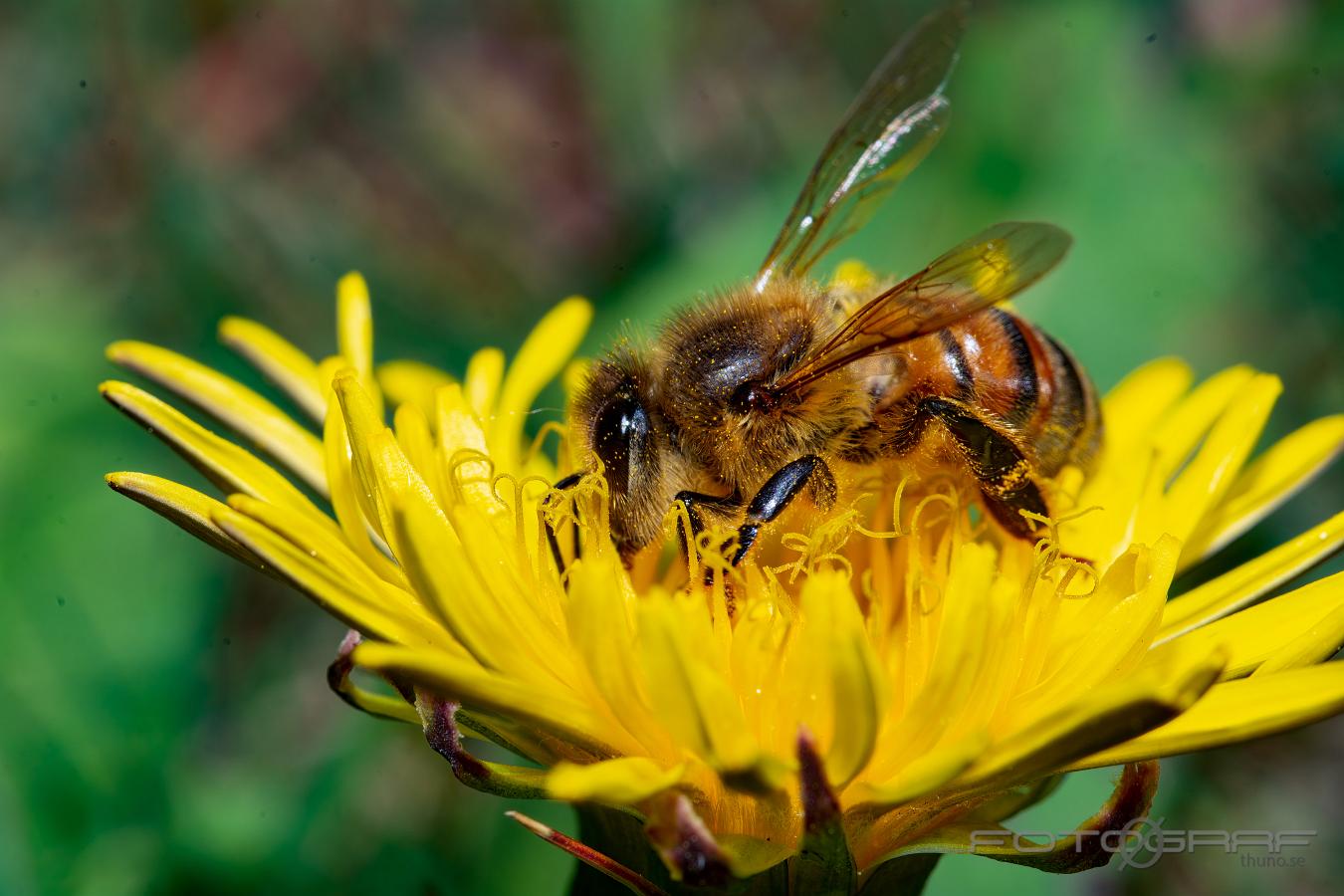 Bee on Danelion (Bi på maskros) Apoidea