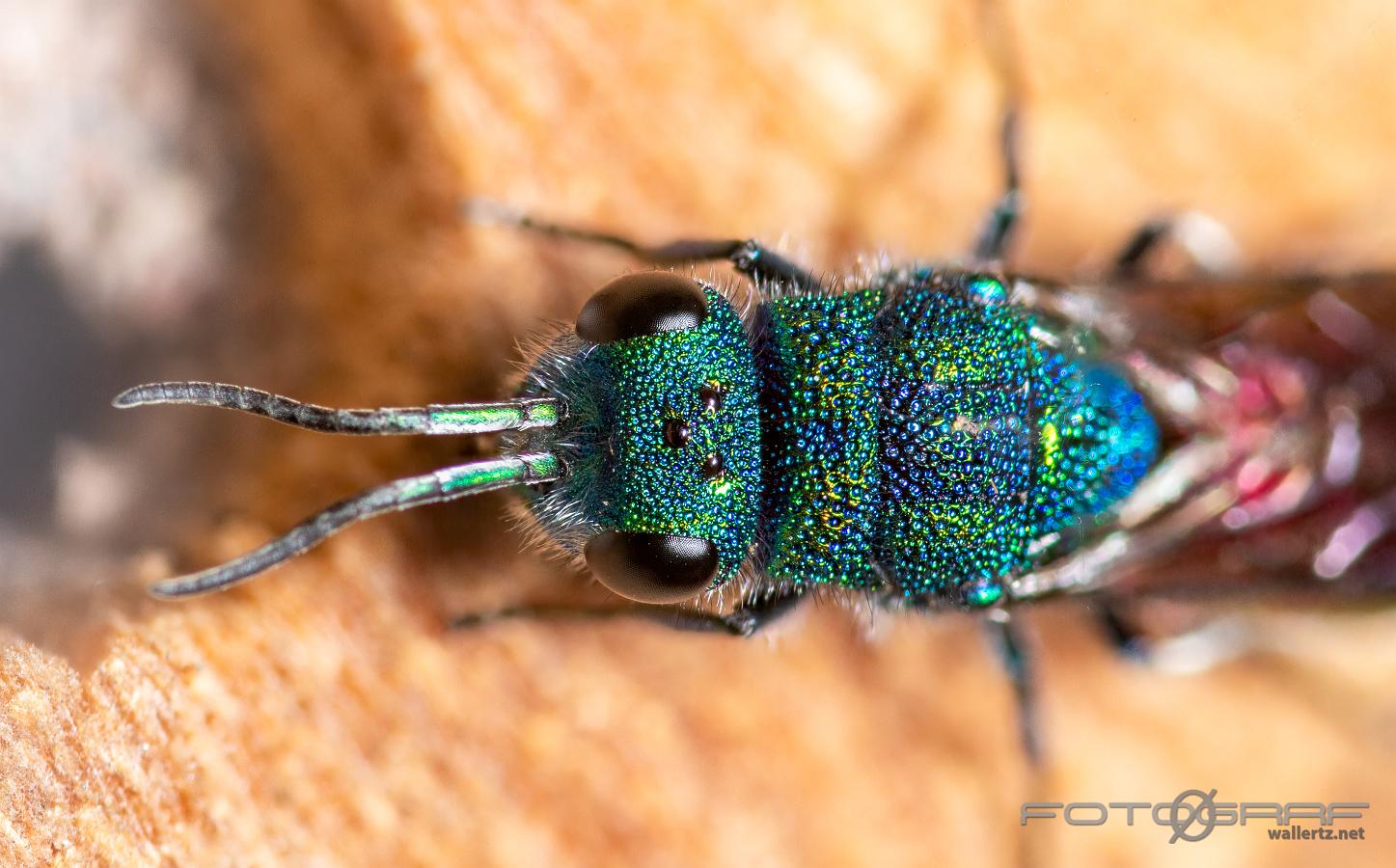 Genus of cuckoo wasps (Ängsguldstekel) Chrysura radians