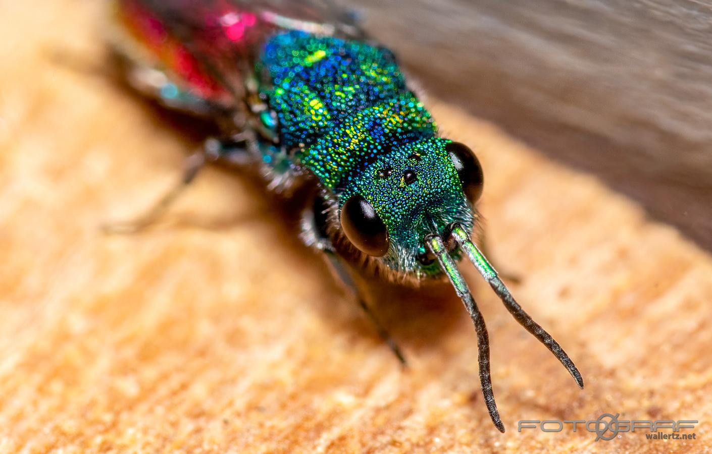 Genus of cuckoo wasps (Ängsguldstekel) Chrysura radians