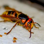 European Hornet