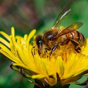 Bee on Danelion (Bi på maskros)