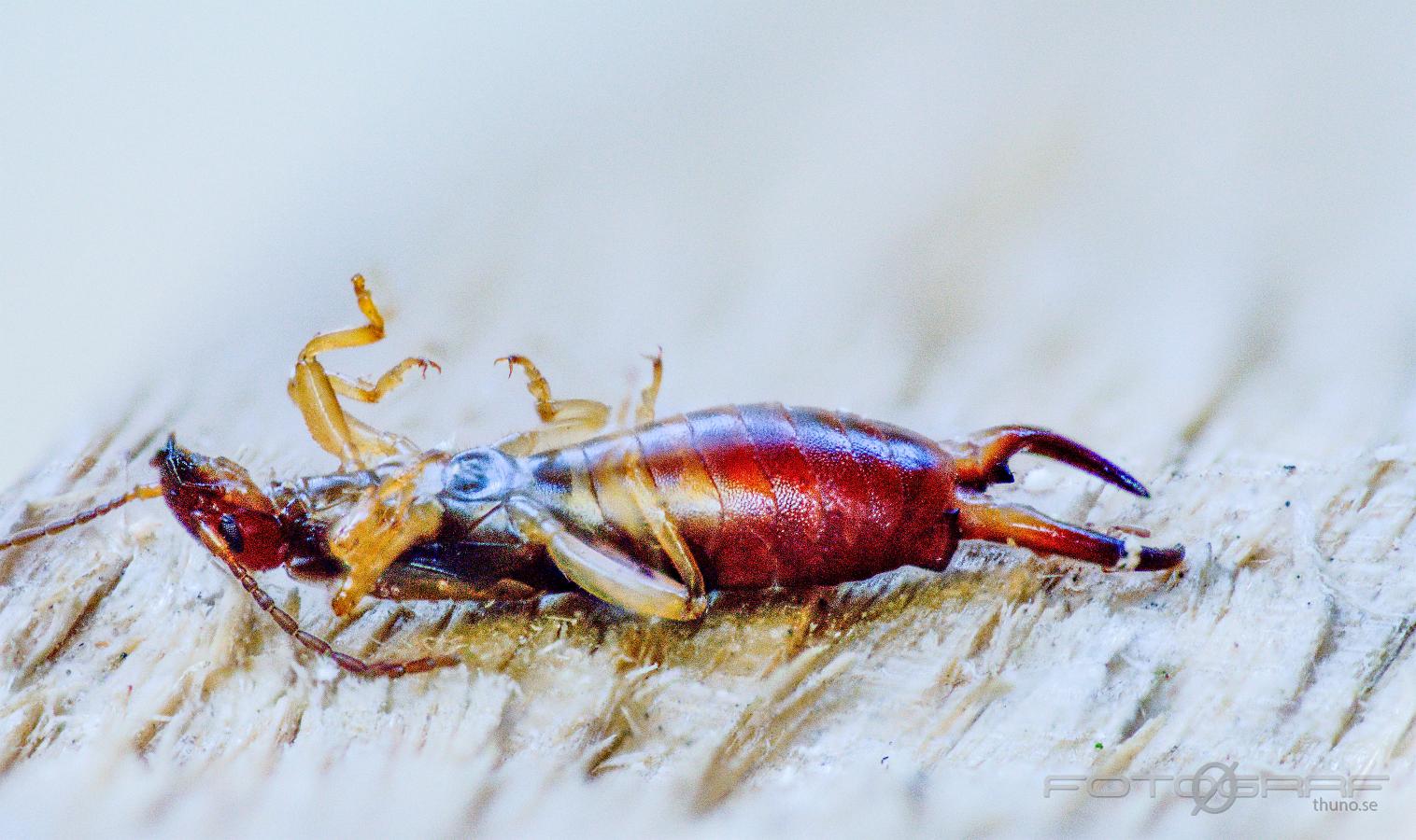 European earwig (Tvestjärt)