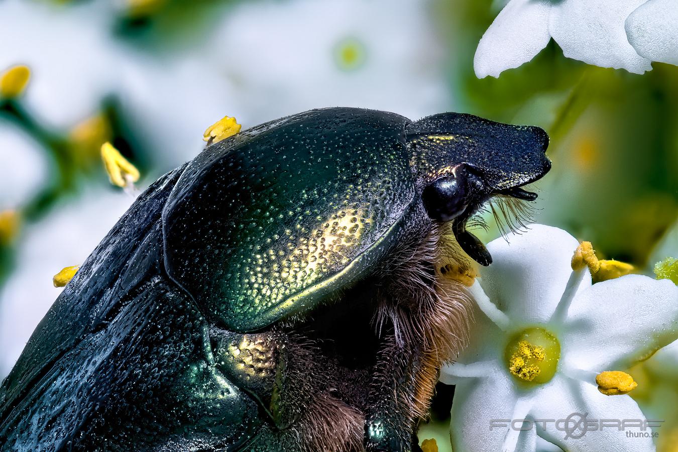 Green rose chafer