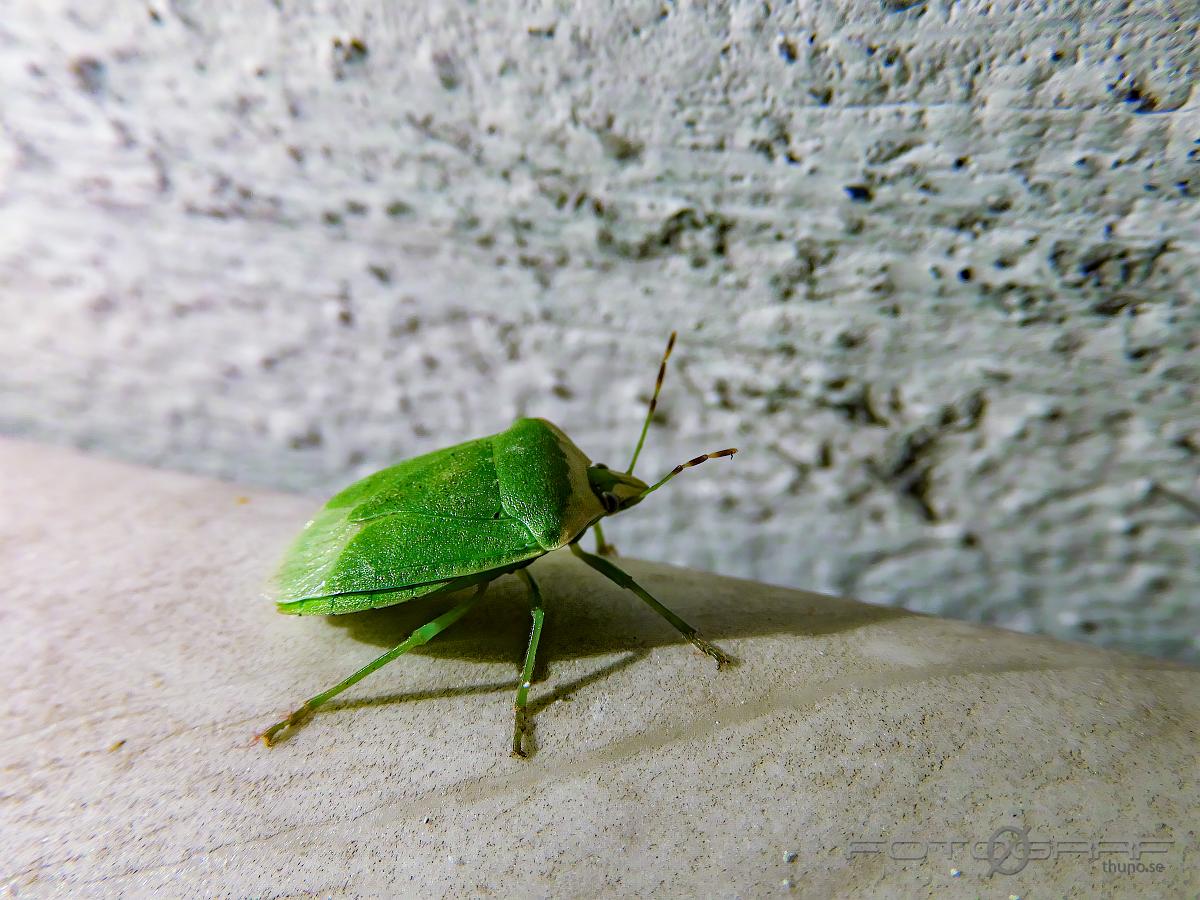 Green Shieldbug