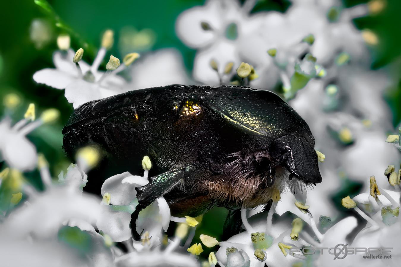 Green rose chafer