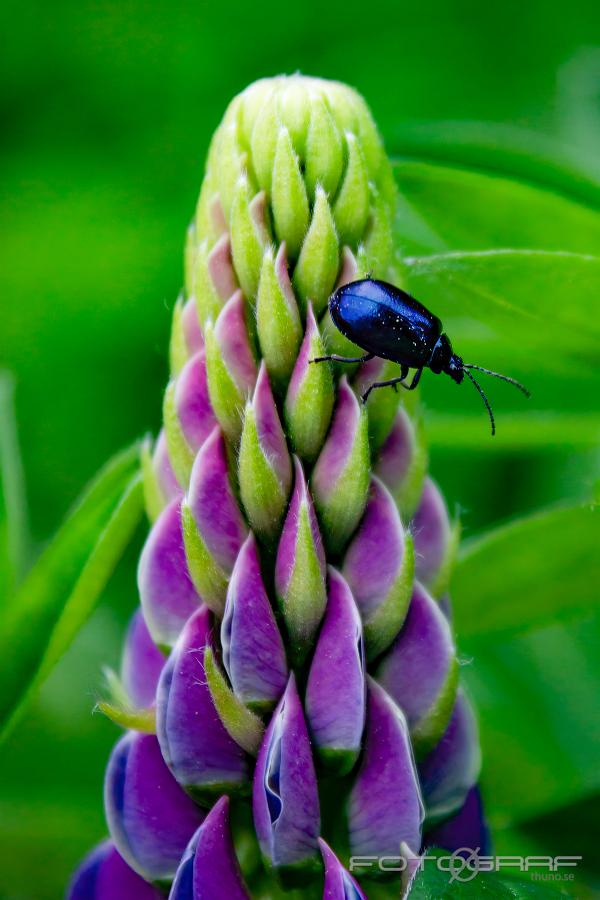 Lipine climbing