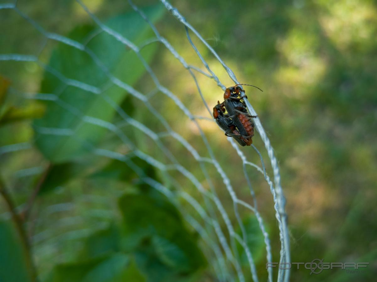 Soldier beetle