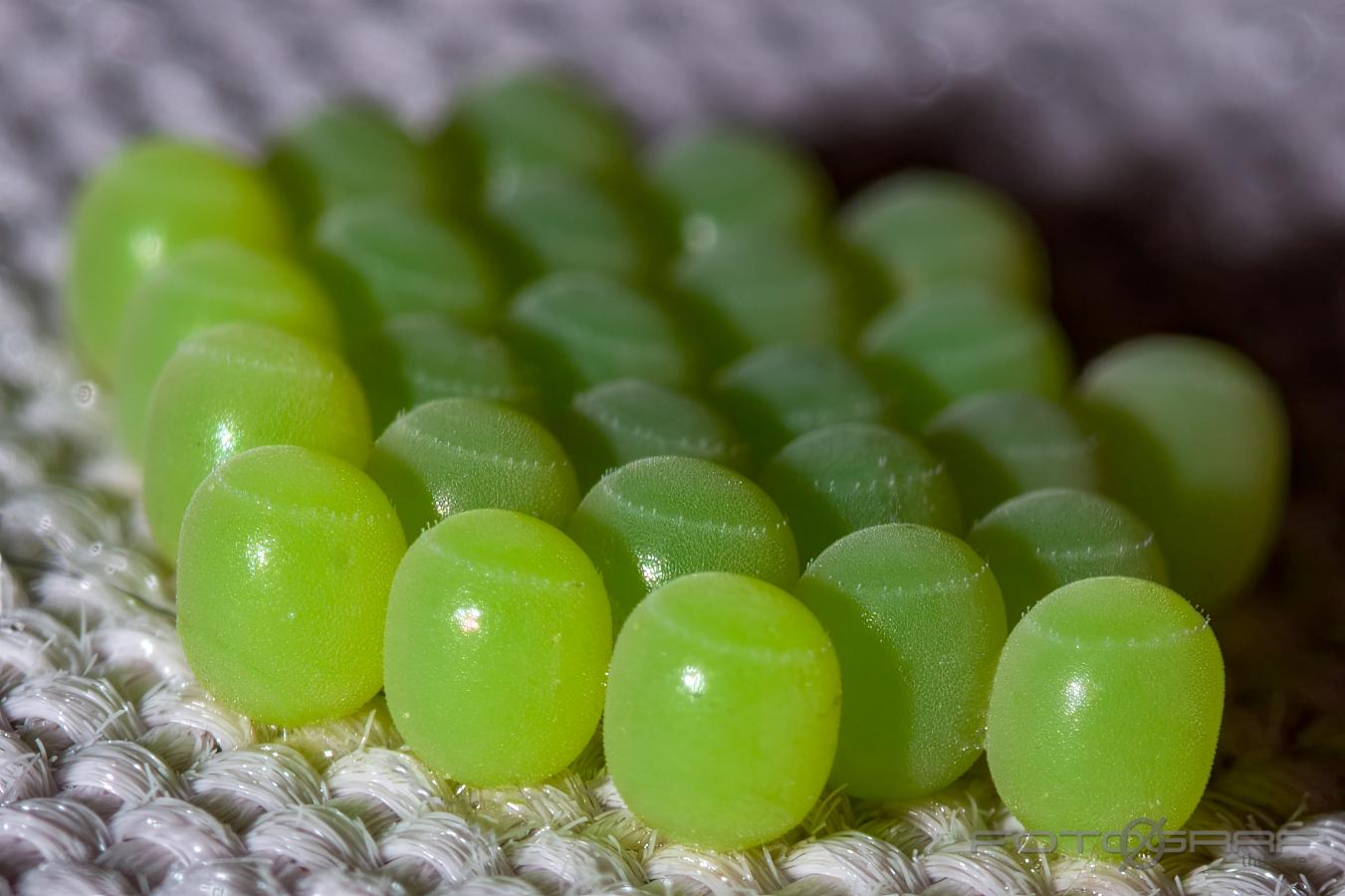 Green shield bug eggs (Ägg av Grön bärfis)