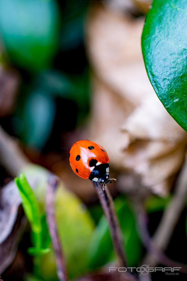 Ladybug on the top (Nyckelpiga)